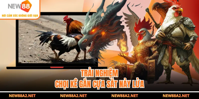 Trải nghiệm chọi kê gắn cựa sắt nảy lửa